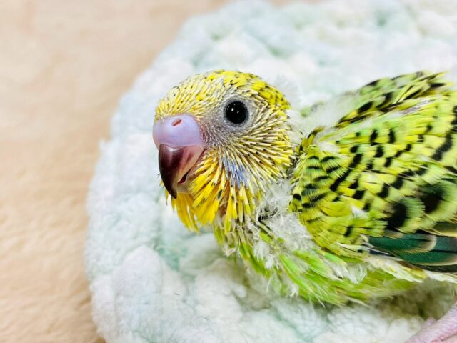 セキセイインコ