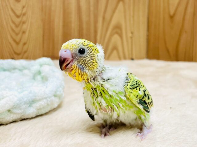 セキセイインコ