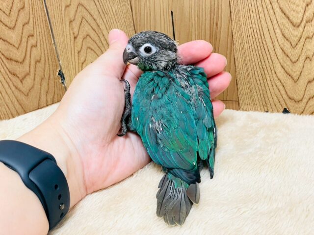 ホオミドリウロコインコ