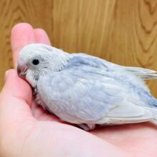 第人気カラー✨のセキセイインコちゃん！(ライラック)(ヒナ)