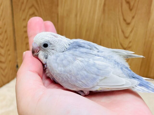 第人気カラー✨のセキセイインコちゃん！(ライラック)(ヒナ)