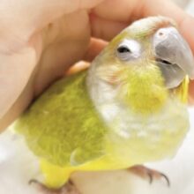 最新画像あり⭐️動画あり⭐️派手だけど渋い？ウロコインコダイリュート～👶