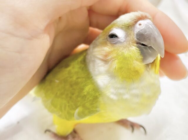 最新画像あり⭐️動画あり⭐️派手だけど渋い？ウロコインコダイリュート～👶
