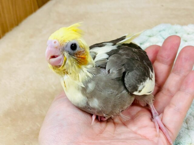 オカメインコ