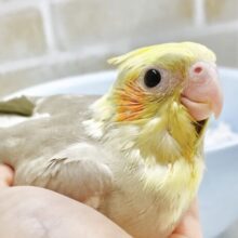 淡いカラーが魅力的🤍💛オカメインコ（シナモンパイド）