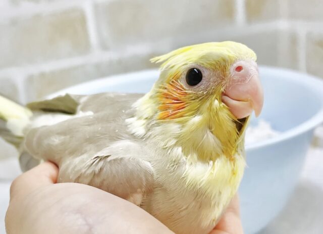 淡いカラーが魅力的🤍💛オカメインコ（シナモンパイド）