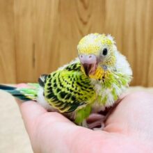 元気いっぱい！わんぱくっ子のセキセイインコ❣️(オパーリン)(ヒナ)