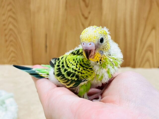 元気いっぱい！わんぱくっ子のセキセイインコ❣️(オパーリン)(ヒナ)