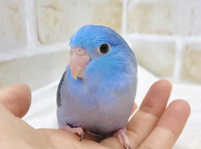 最新画像あり⭐️美しすぎるダークブルー🪼マメルリハ（コバルト）