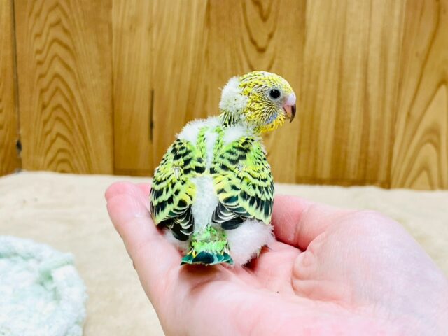 セキセイインコ