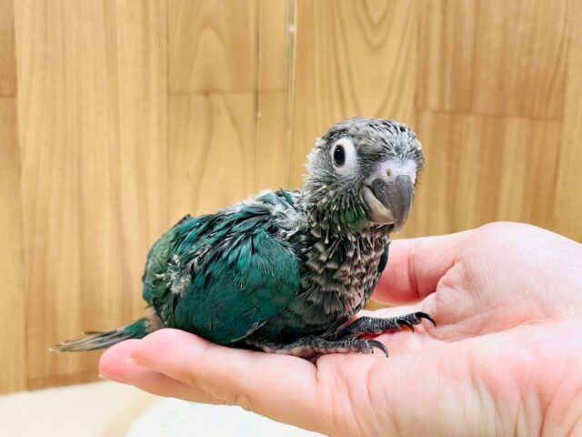 ホオミドリウロコインコ