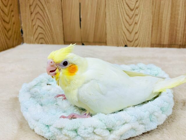オカメインコ