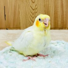 淡いカラーが素敵😍オカメインコルチノーちゃん‼️(ルチノー)(ヒナ)