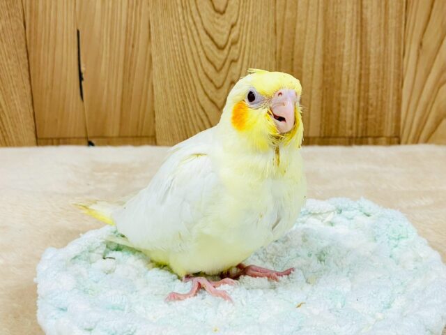 淡いカラーが素敵😍オカメインコルチノーちゃん‼️(ルチノー)(ヒナ)