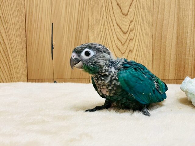 ホオミドリウロコインコ