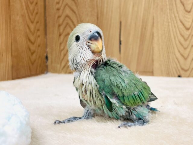 コザクラインコ（小桜インコ）