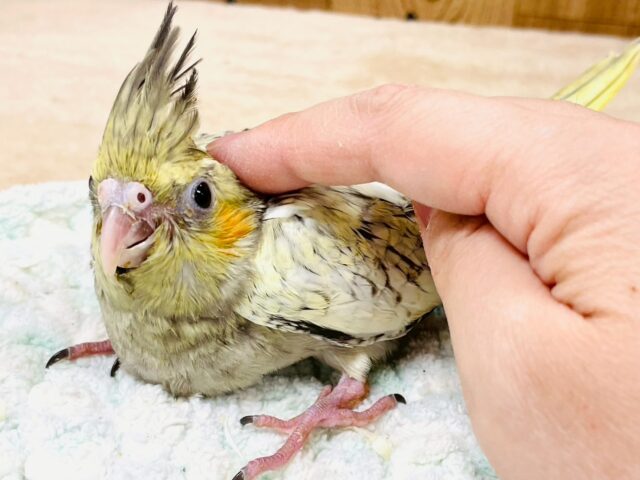 オカメインコ