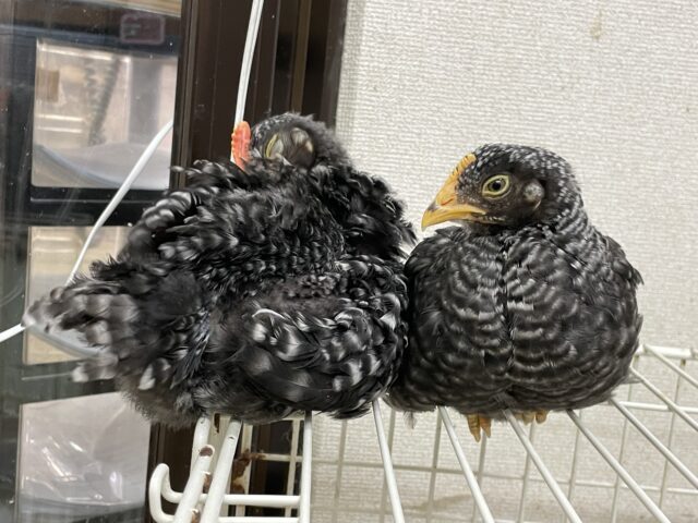 ブリモスロック