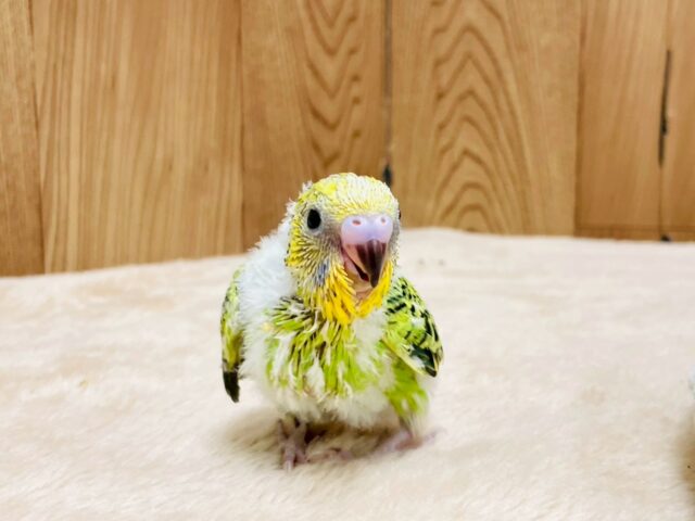 セキセイインコ