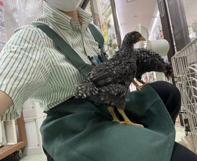 ブリモスロック