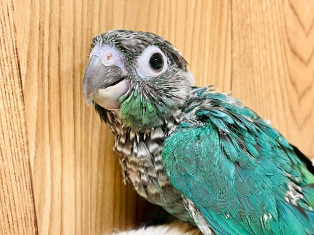 ホオミドリウロコインコ