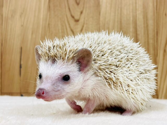 ハリネズミ（ヨツユビハリネズミ）