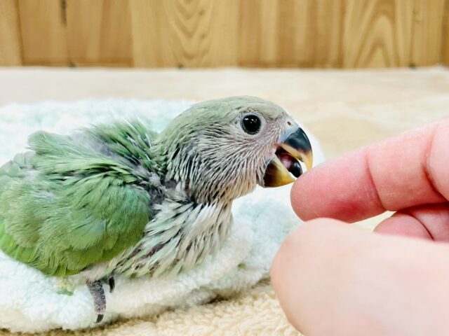 コザクラインコ（小桜インコ）