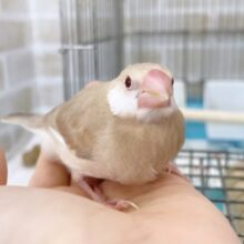 最新画像あり⭐️ちっちゃなミルクティー🧋シナモン文鳥