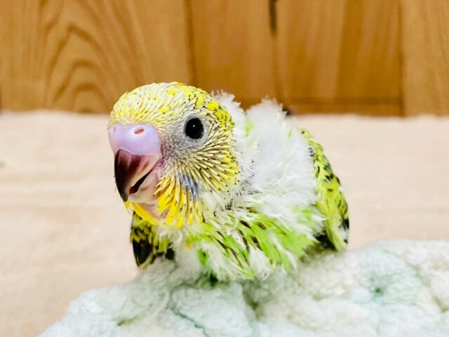 セキセイインコ