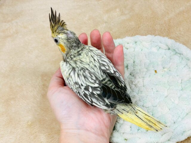 オカメインコ