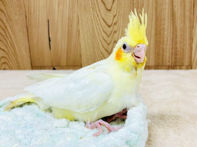 オカメインコ