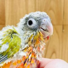 ワタワタ可愛い︎︎☁ホオミドリウロコインコちゃん(パイナップル)(ヒナ)