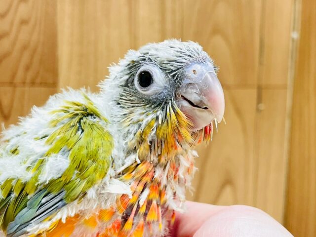 ワタワタ可愛い︎︎☁ホオミドリウロコインコちゃん(パイナップル)(ヒナ)