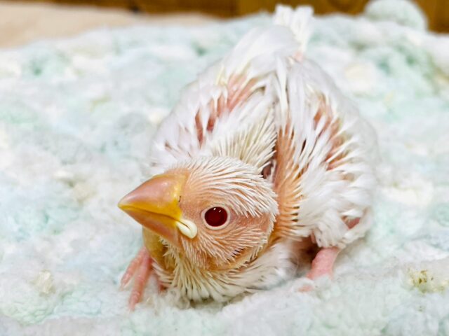 アルビノ文鳥
