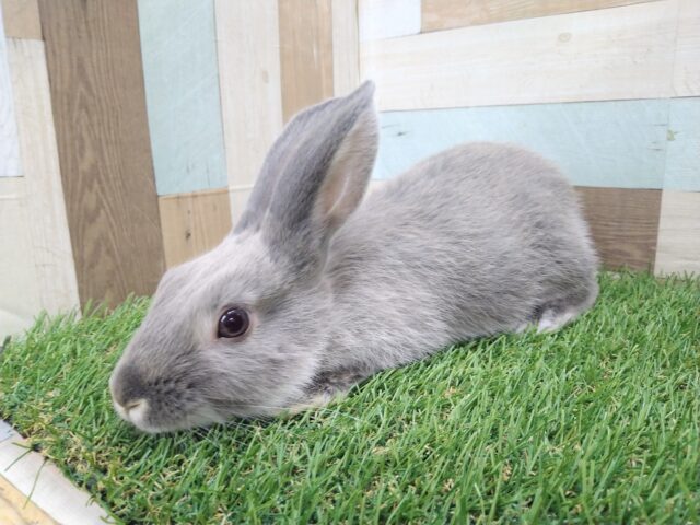 最新画像あります！実は僕…キレイ好きなんです✨キリッと美しいミニウサギ🐰💙