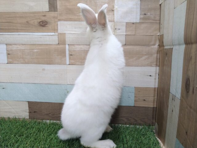 ミニウサギ