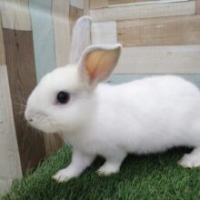 最新画像あります！真っ白かと思いきや、隠れチャームポイント発見💡☝️癒しをくれちゃう可愛さのミニウサギ💙