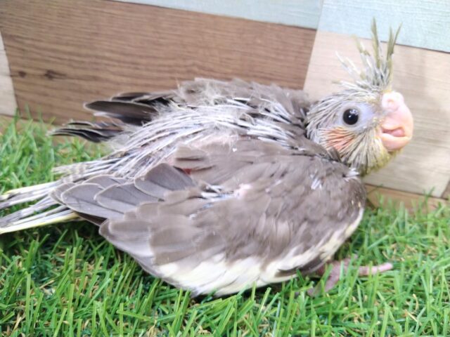 オカメインコ