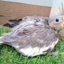 キラキラお目々な美形さん✨オカメインコノーマルカラー