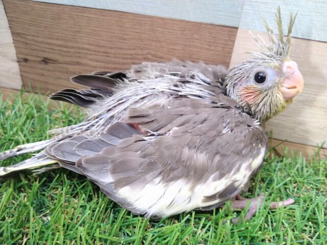 キラキラお目々な美形さん✨オカメインコノーマルカラー