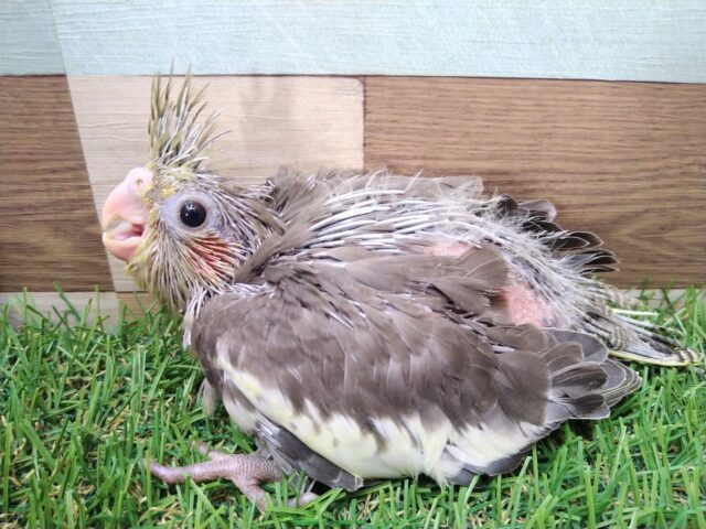 オカメインコ