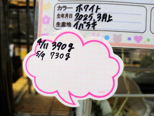 ミニウサギ