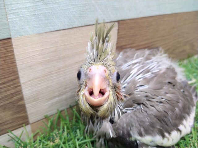 オカメインコ