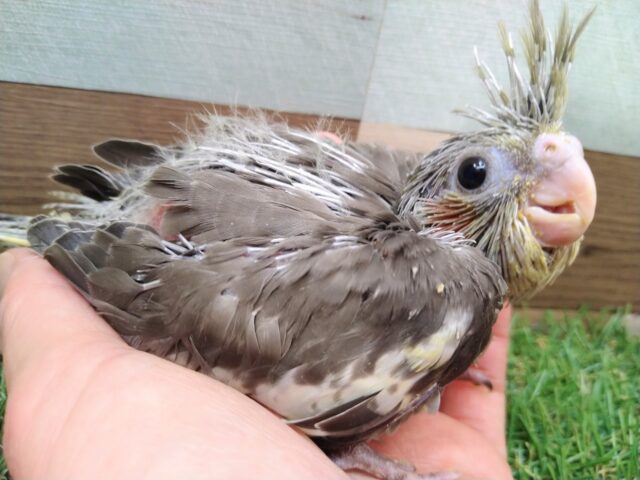 オカメインコ
