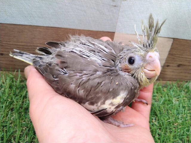 オカメインコ