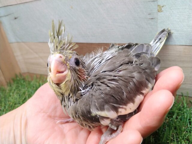 オカメインコ
