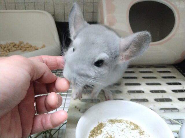 チンチラ