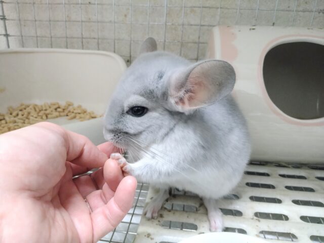 チンチラ