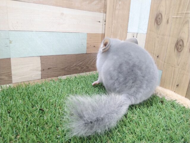 チンチラ