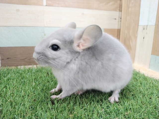 チンチラ